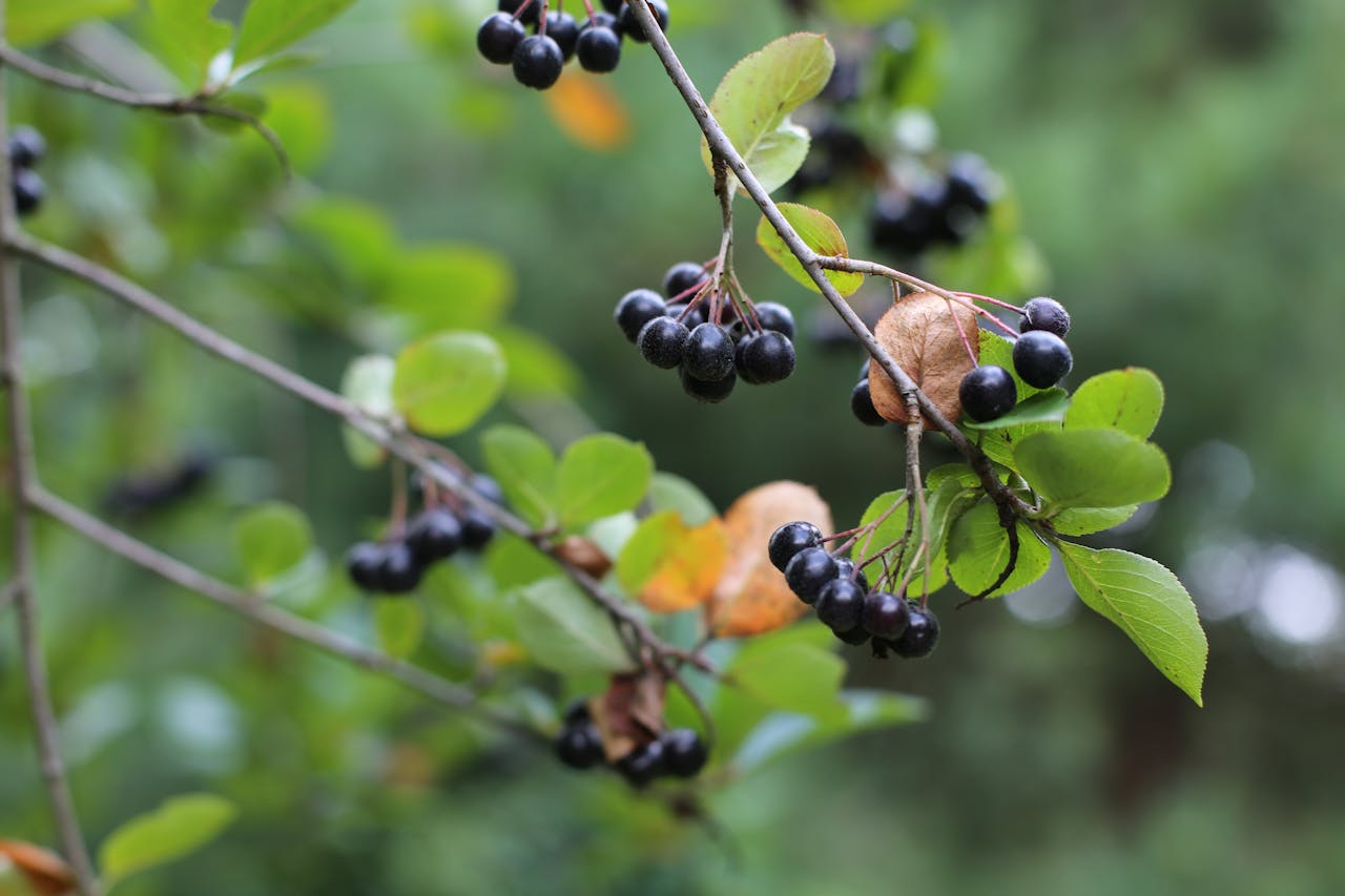aronia bær
