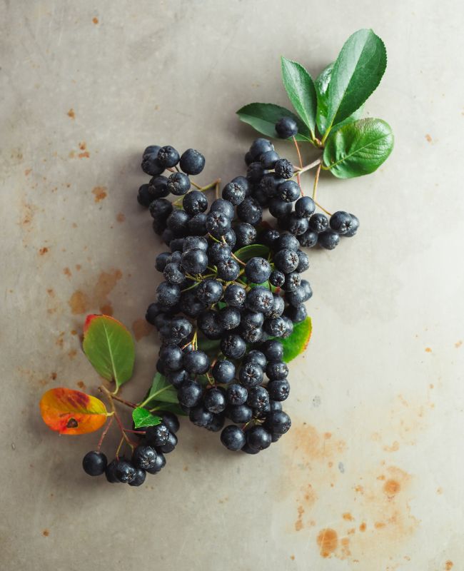 aronia, Svartsurbær